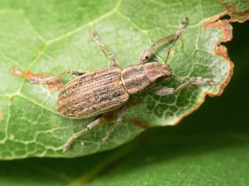 Sitona lineatus (Linnaeus, 1758)